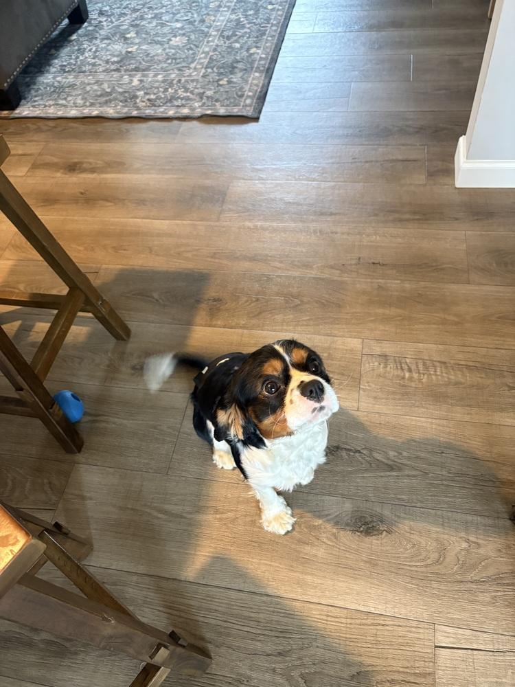 Adopt Rex in South Bend | Cavalier King Charles Spaniel Dog | GetBuddy