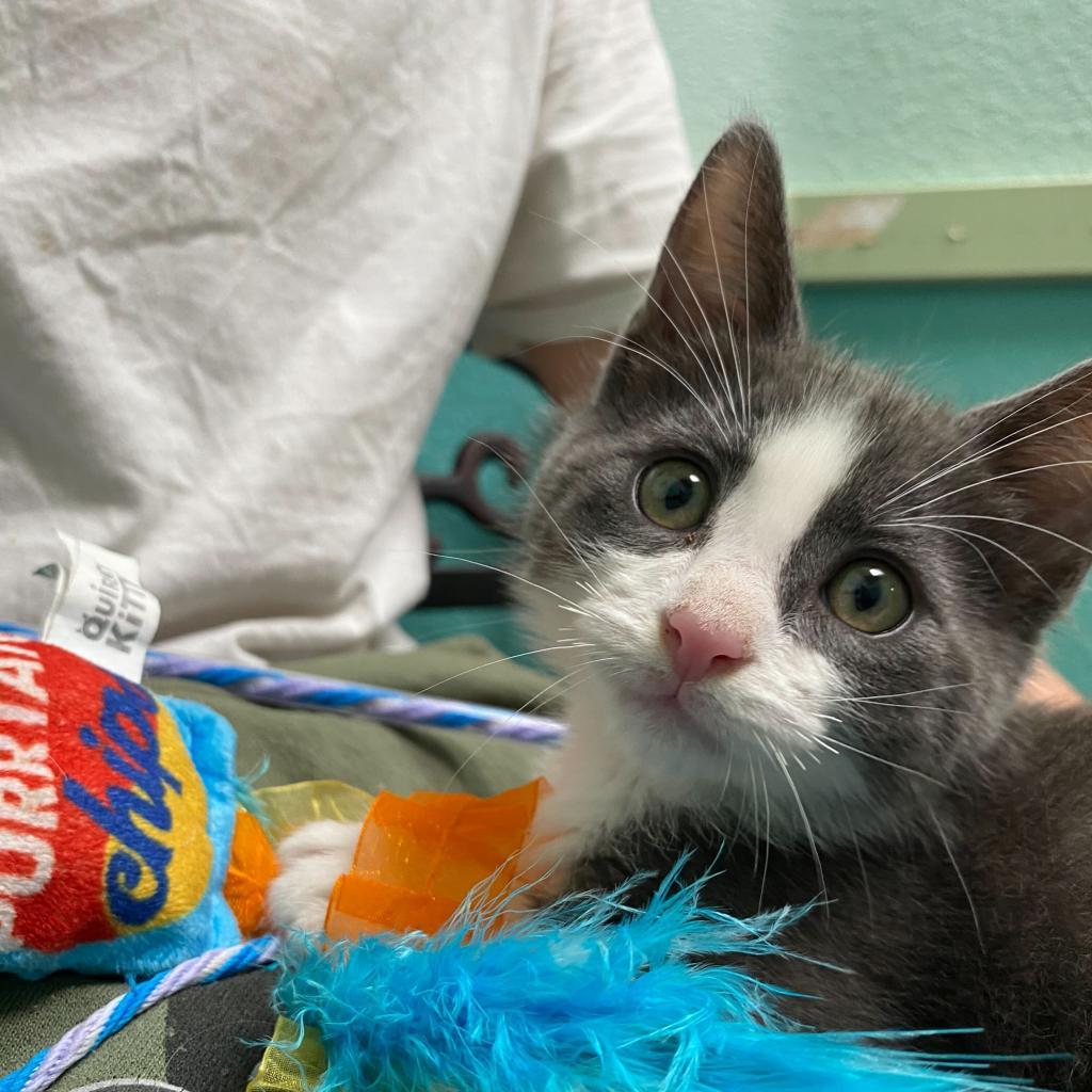 Adopt Rumi in Riverside | Domestic Short Hair CAT | GetBuddy