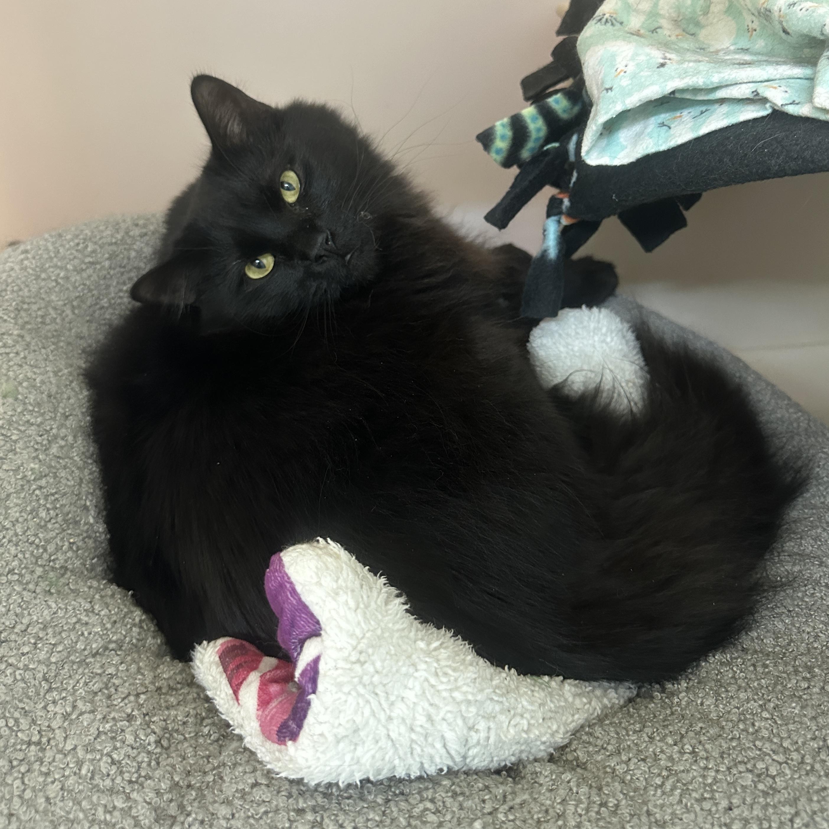 Adopt Frodo in Anchorage | Domestic Long Hair Cat | GetBuddy