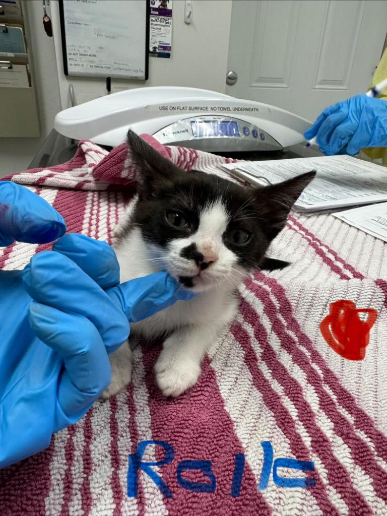 Adopt Rolo in Grants Pass | Domestic Short Hair CAT | GetBuddy