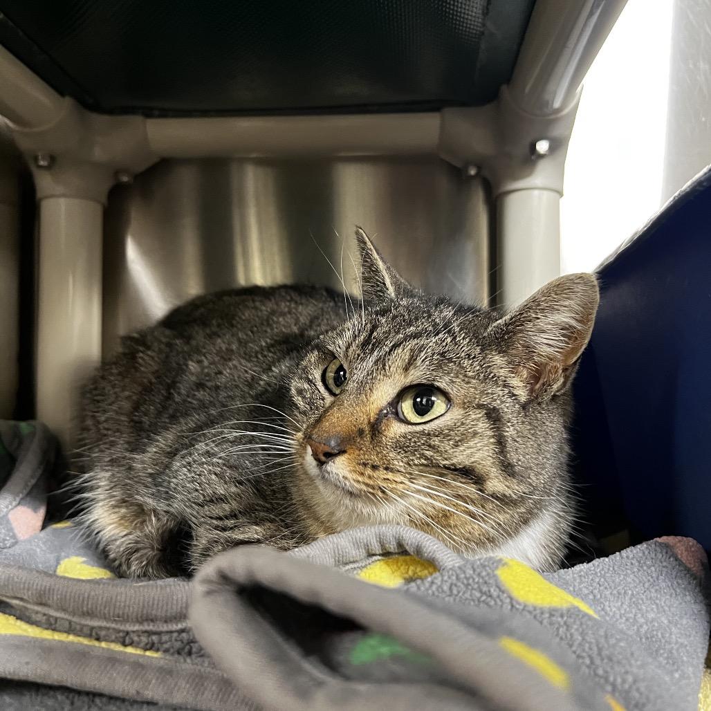 Adopt Betty in Harrisville | Domestic Short Hair CAT | GetBuddy