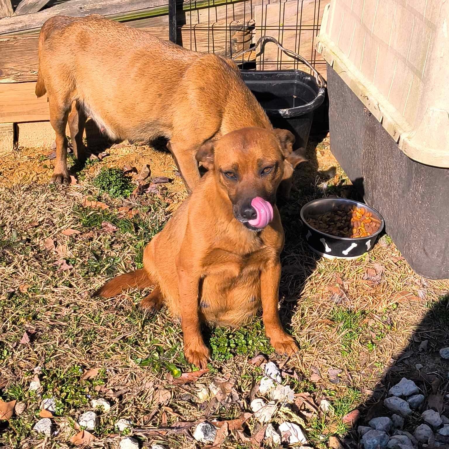 Tortellini thumbnail 6