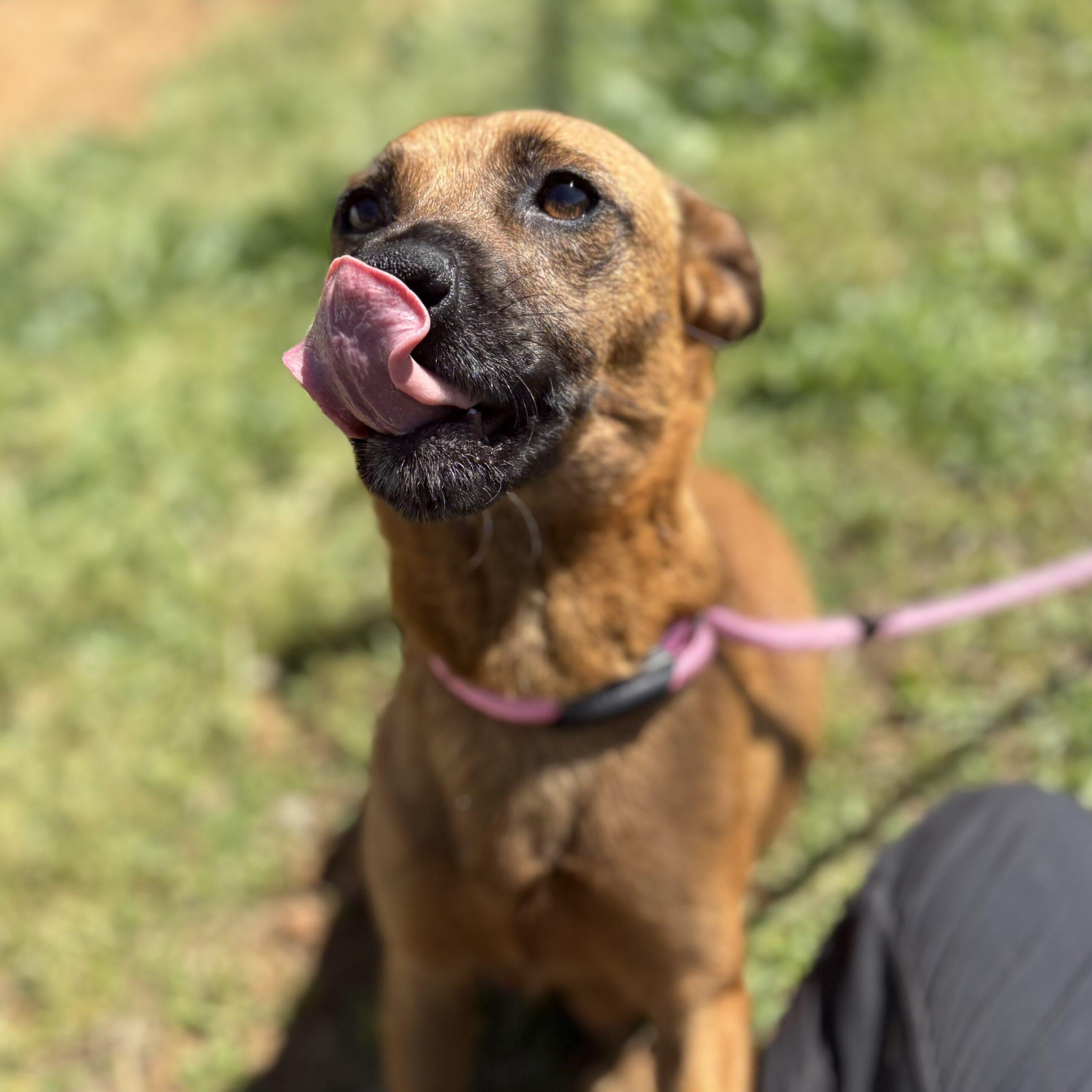 Tortellini thumbnail 4