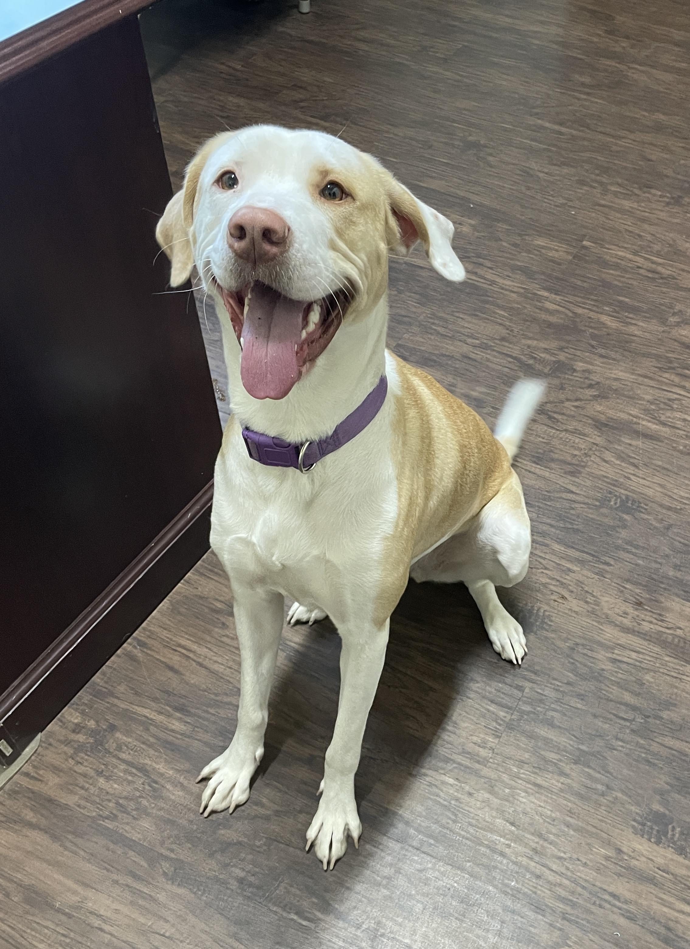 Lady Lewinda photo 1