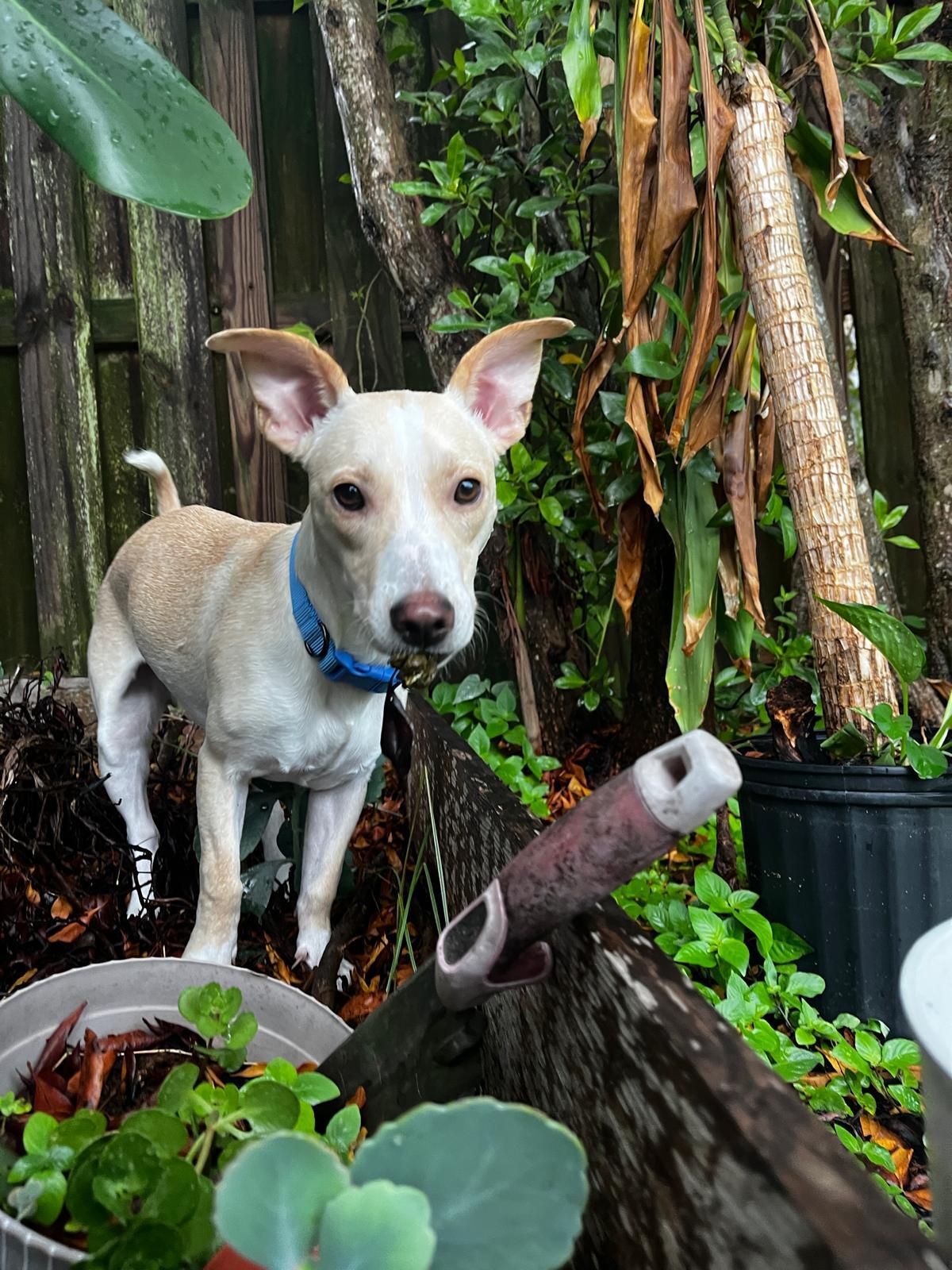 Gingerbread thumbnail 5