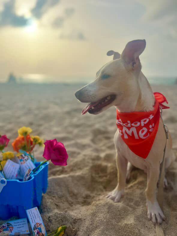 Gingerbread thumbnail 3