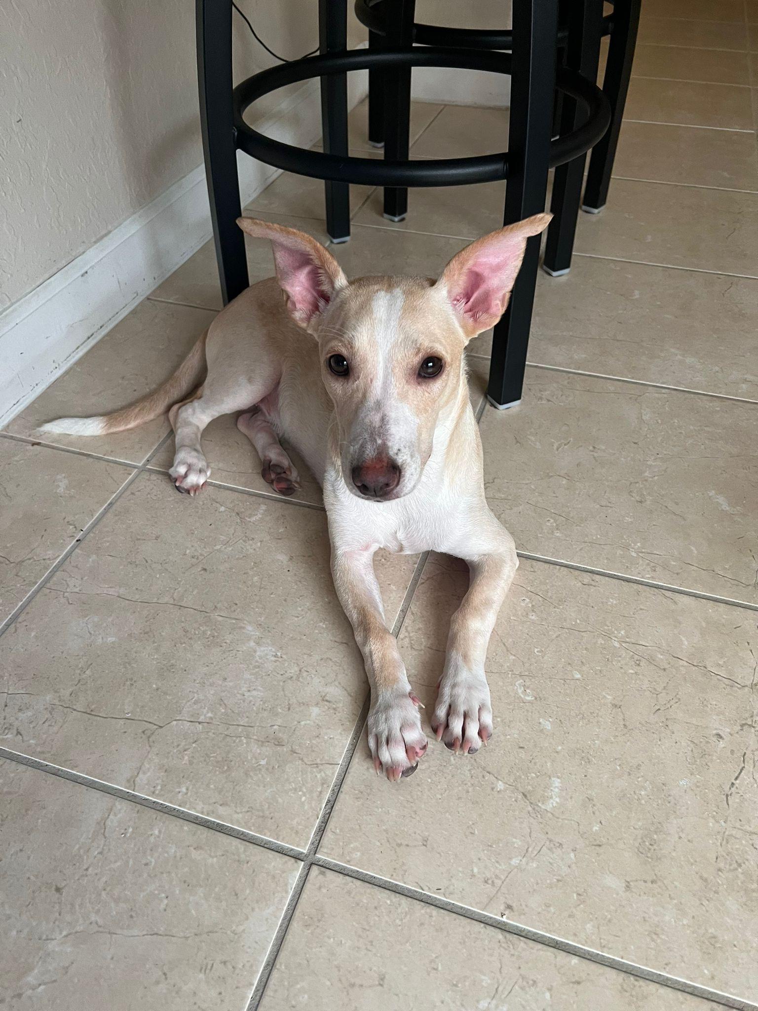 Gingerbread thumbnail 4