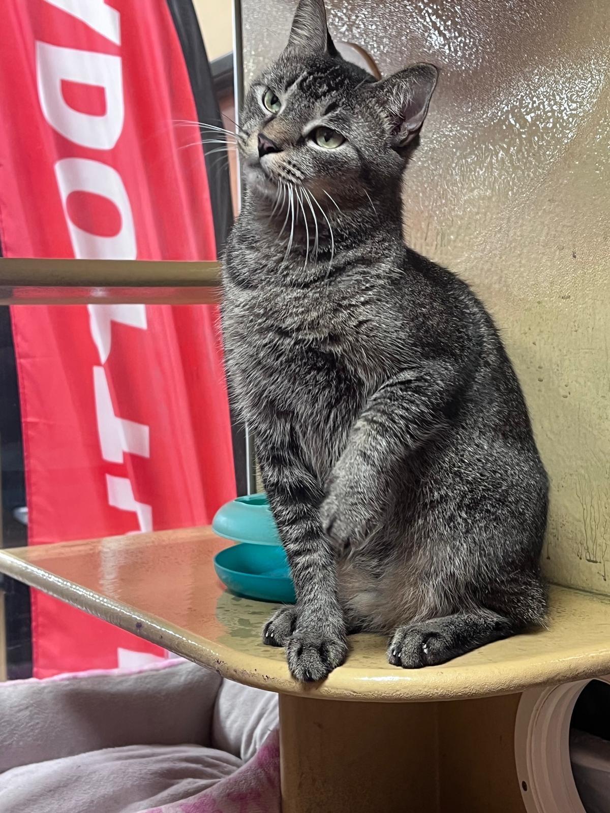 Prince Kong thumbnail 3