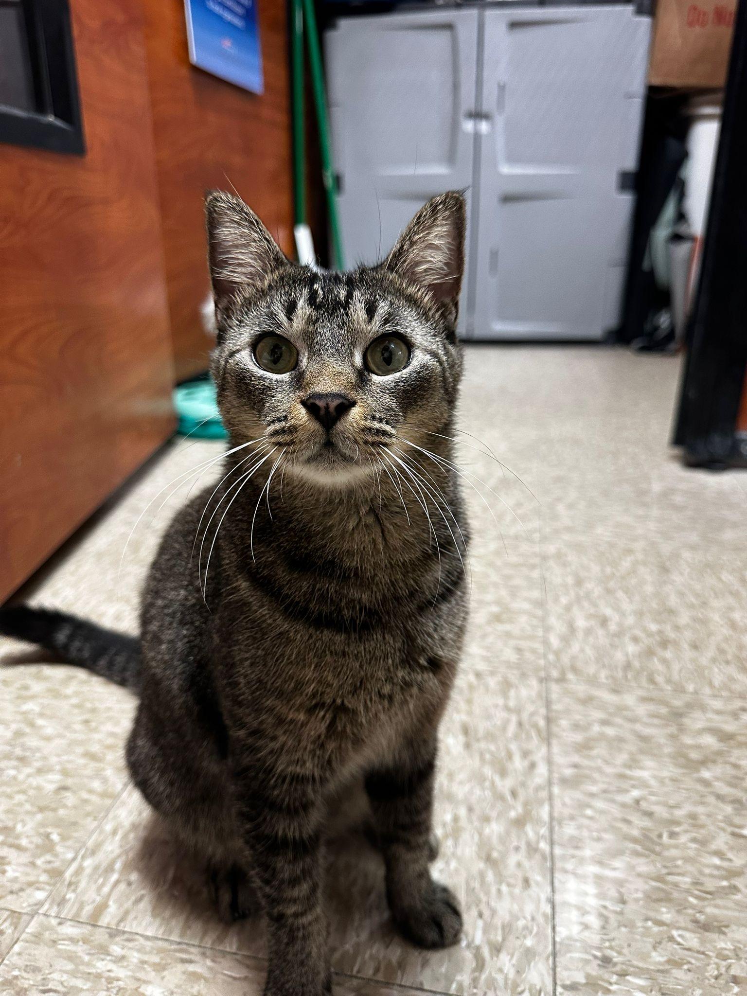 Prince Kong thumbnail 2