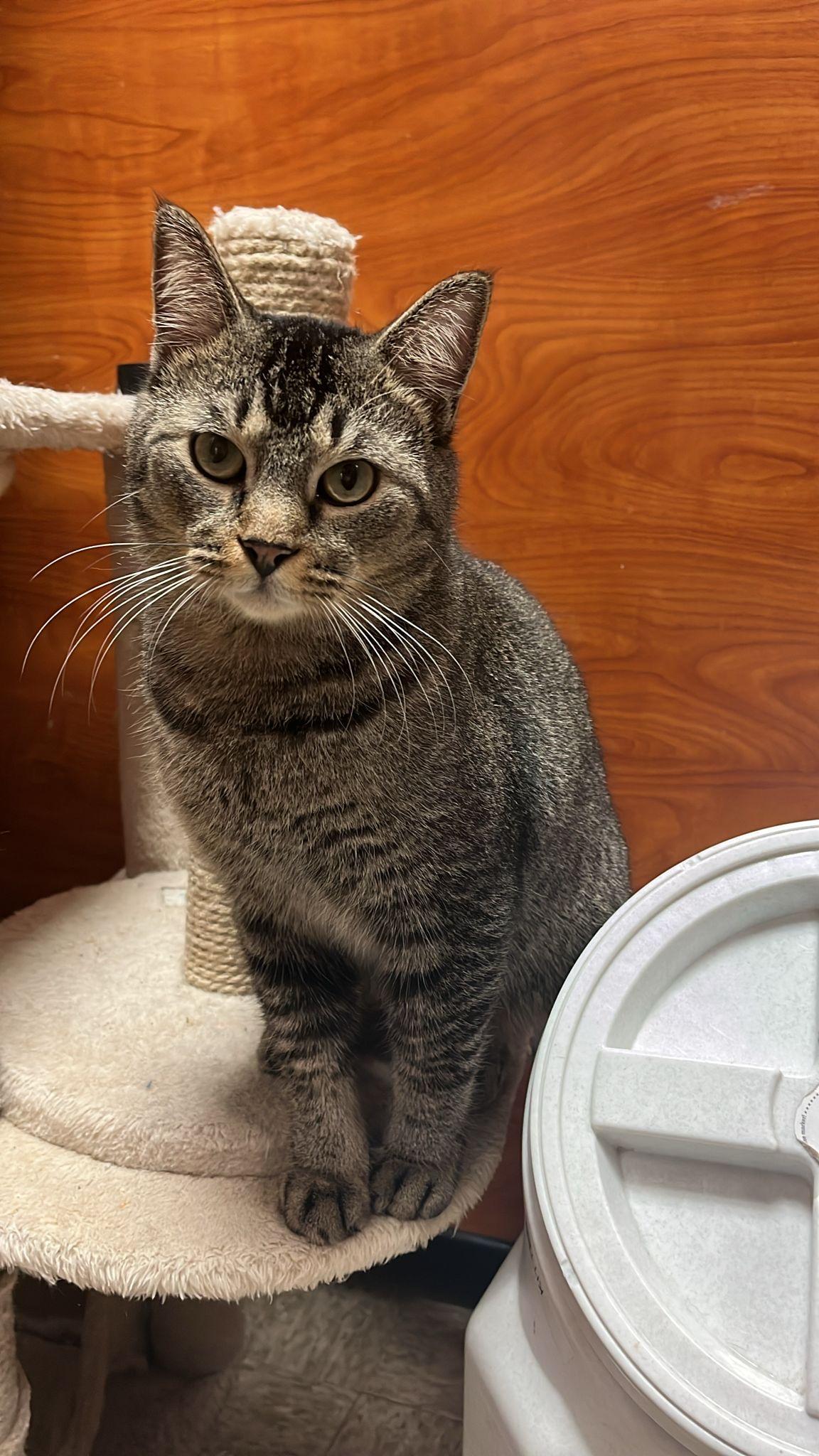 Prince Kong thumbnail 5