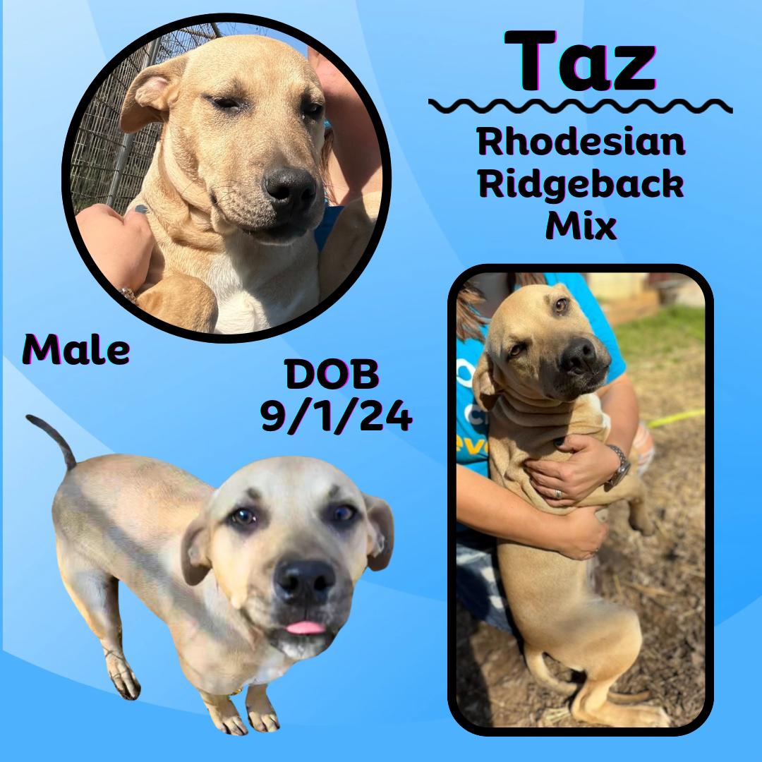 Taz