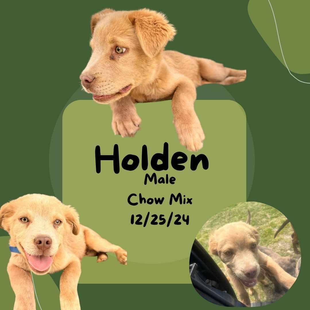 Holden