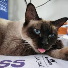 Purrlock Holmes (Test Pet) thumbnail 3