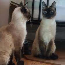 Purrlock Holmes (Test Pet) thumbnail 2