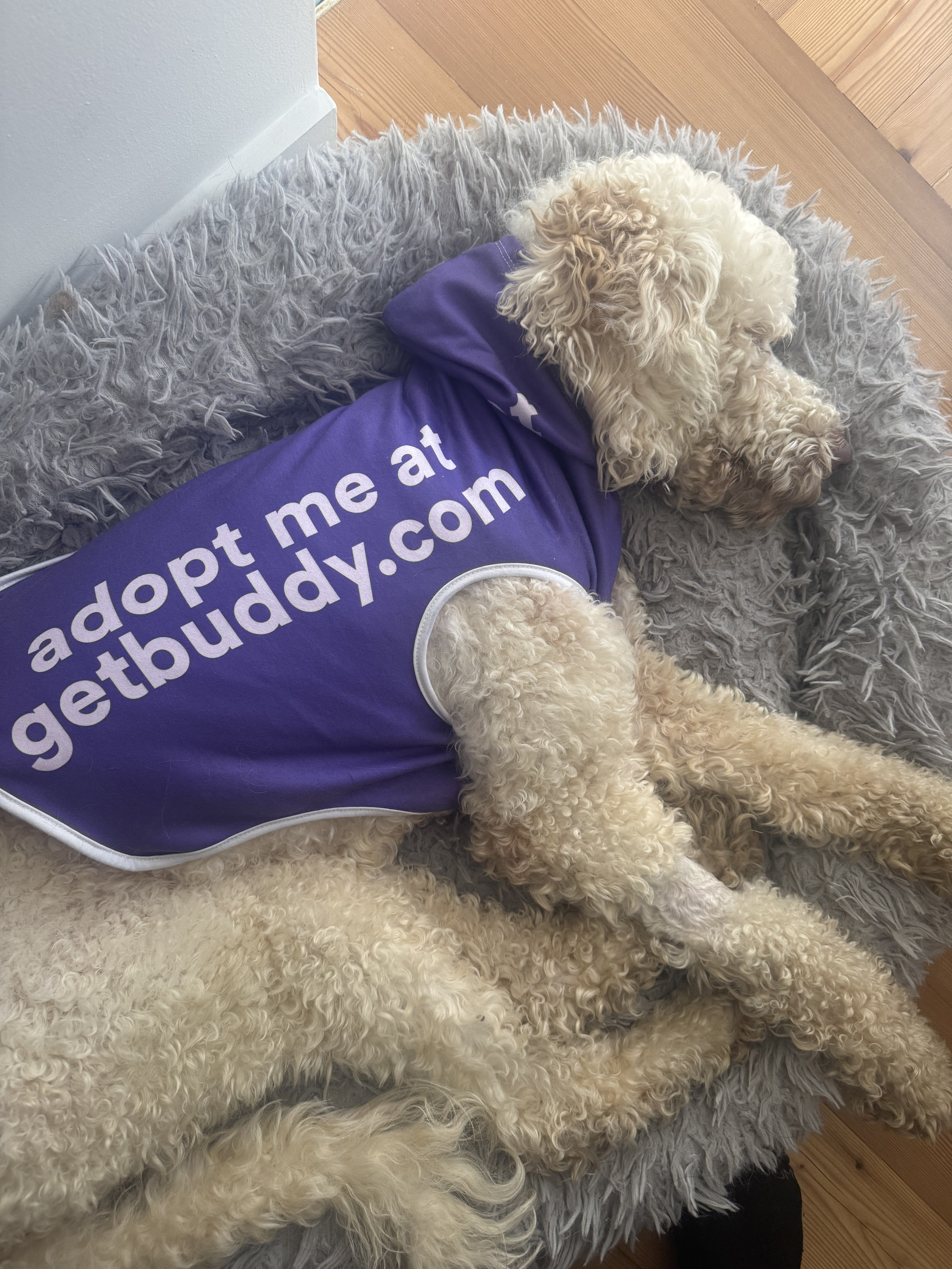 Jackalope thumbnail 4