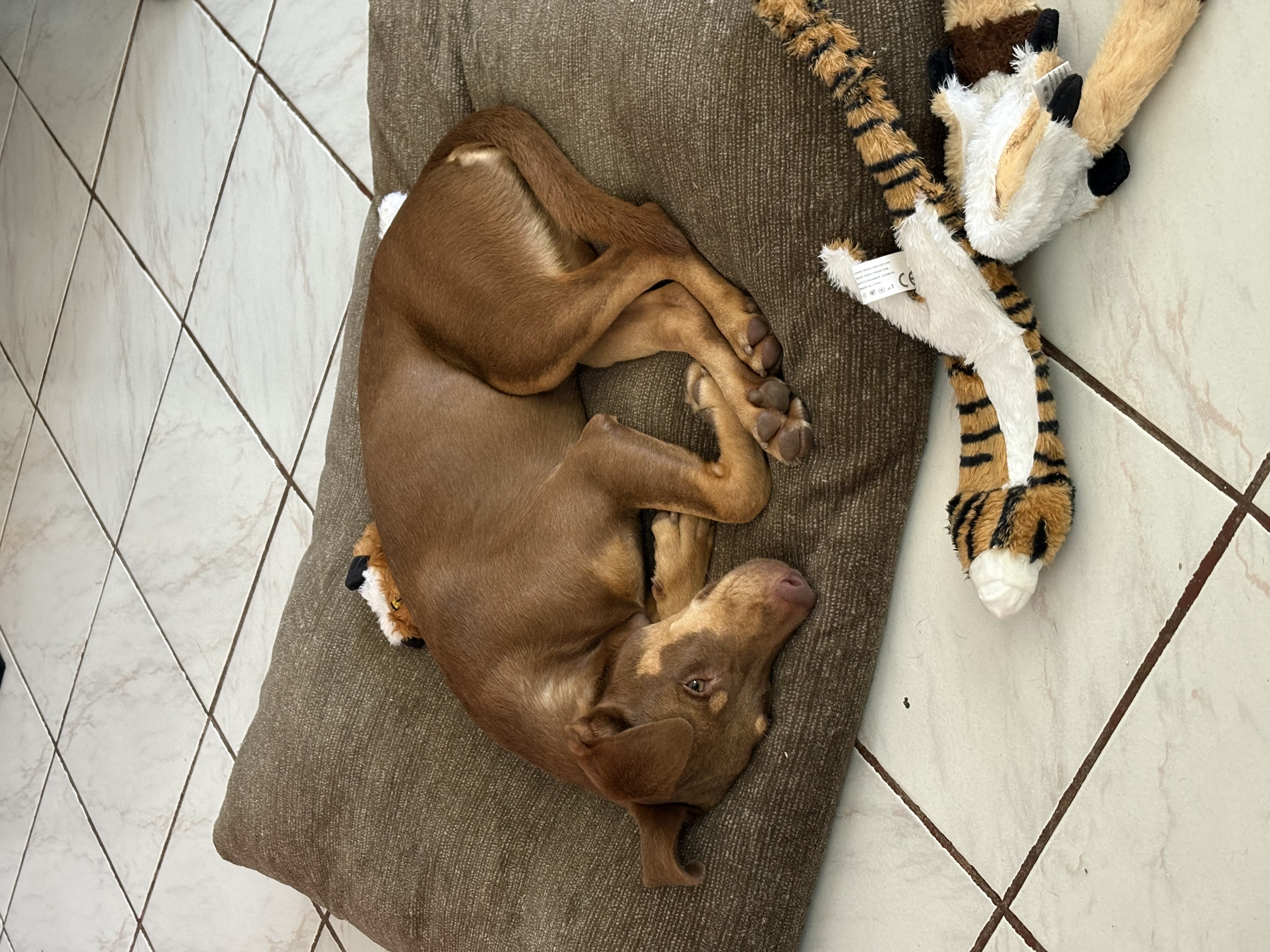 Toffee (Daisy) thumbnail 5