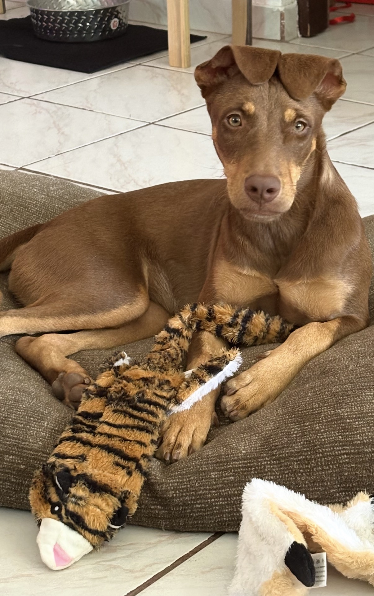 Toffee (Daisy) thumbnail 4