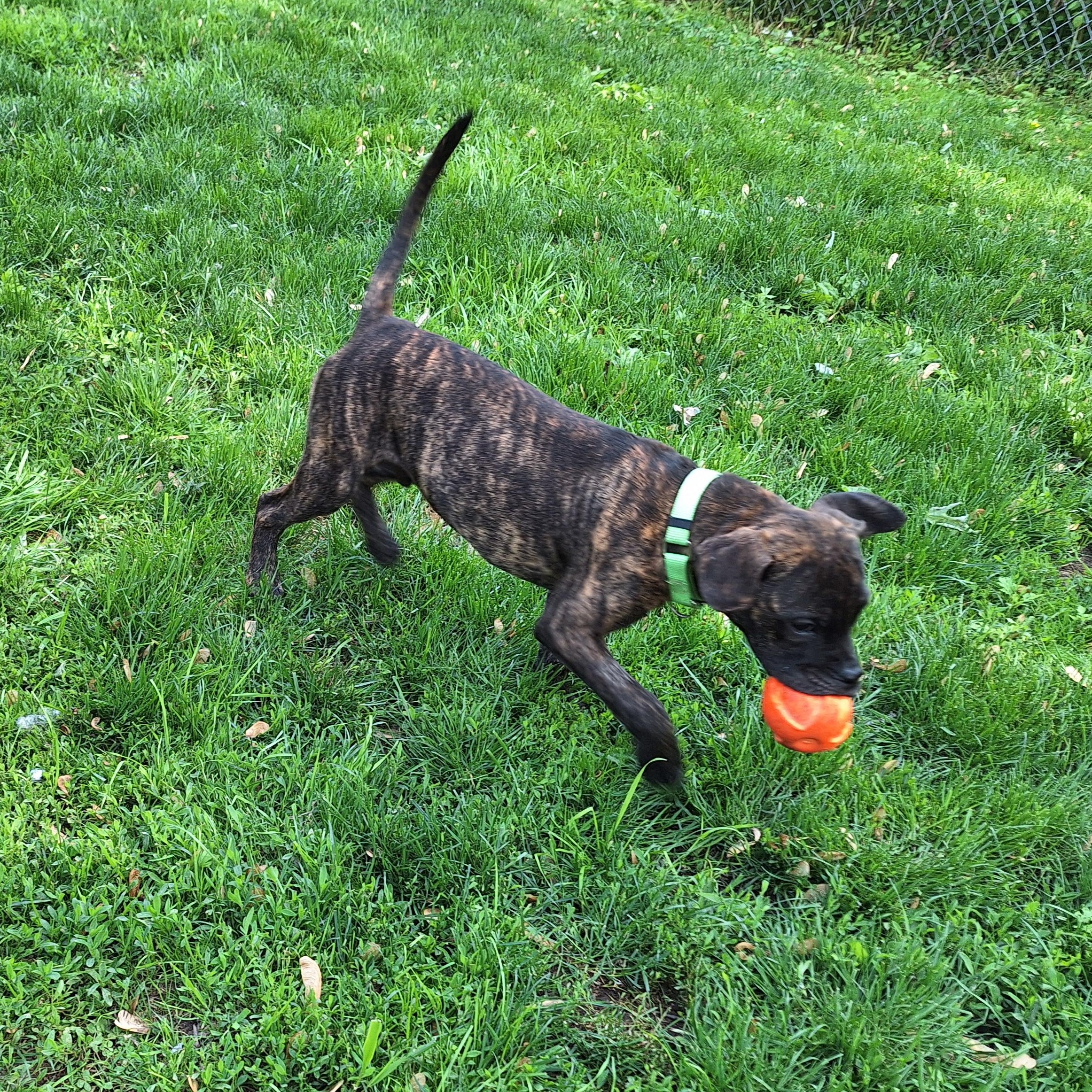 Timmy Two Teeth thumbnail 2