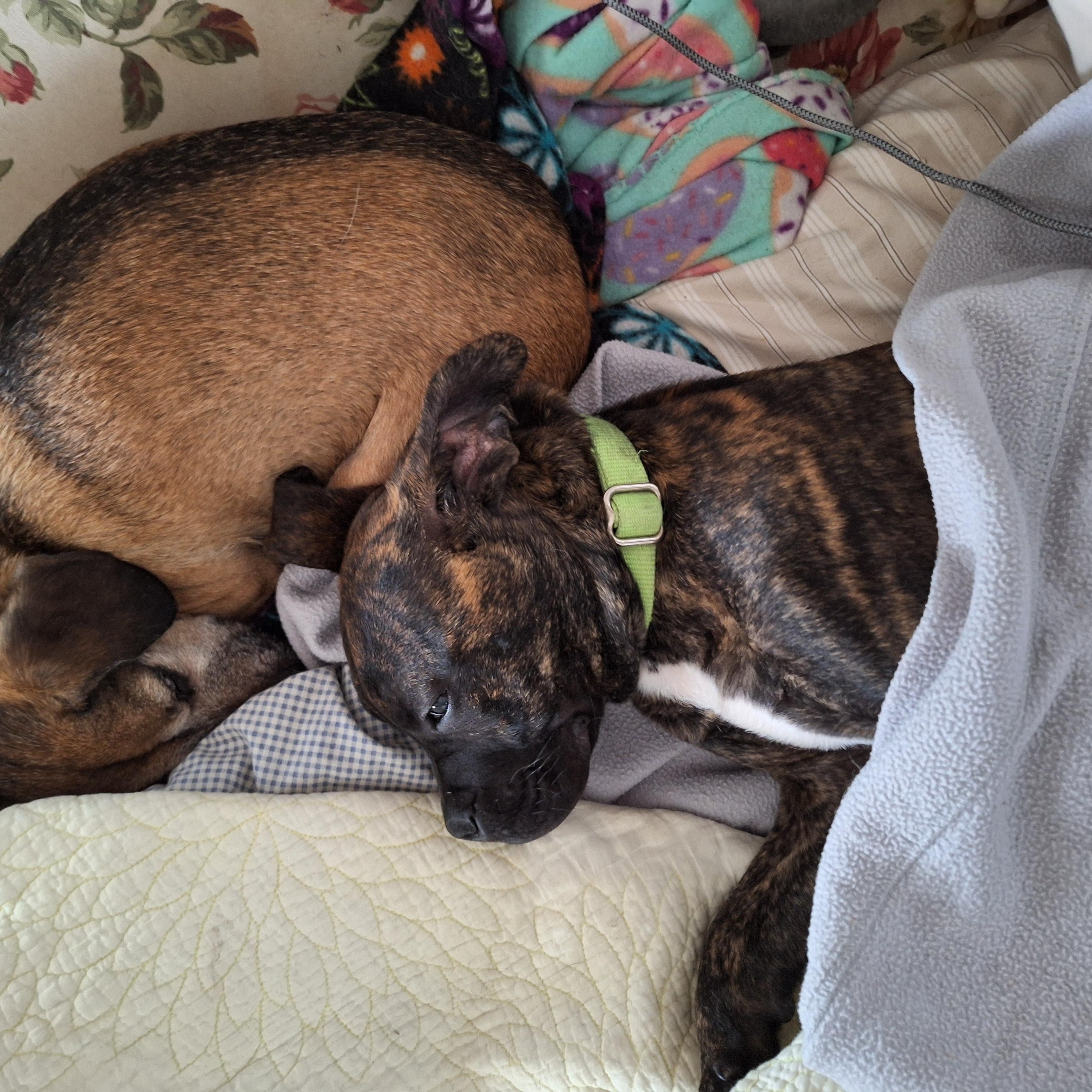 Timmy Two Teeth thumbnail 4