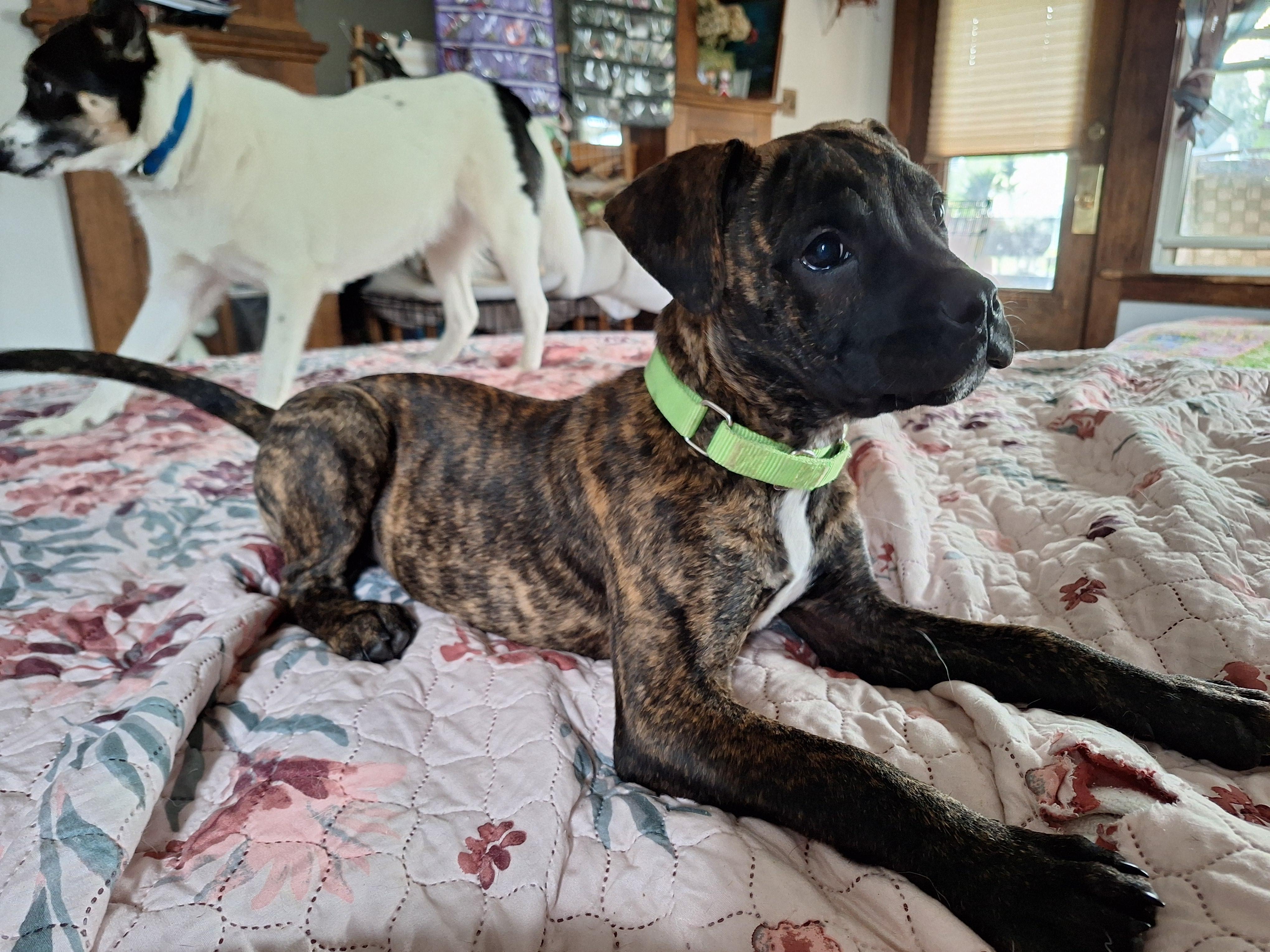 Timmy Two Teeth thumbnail 5