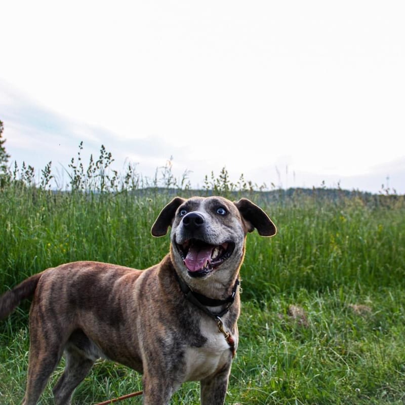 Archie  Sponsored thumbnail 2