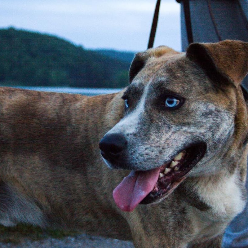 Archie  Sponsored thumbnail 3