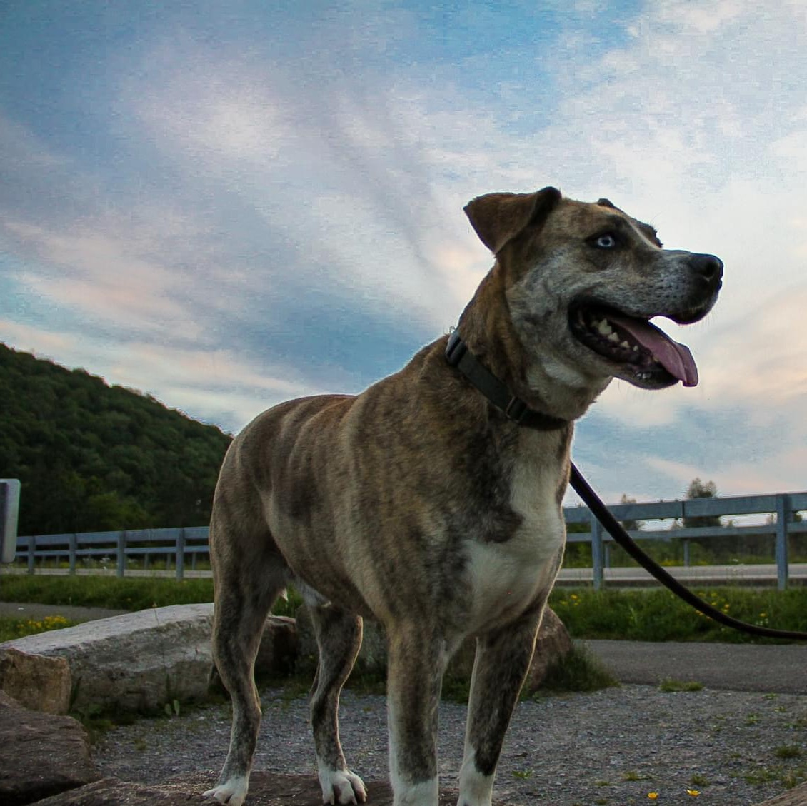 Archie  Sponsored thumbnail 5