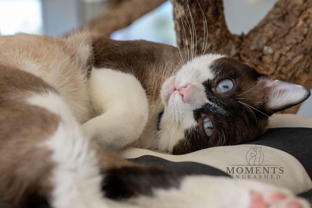 Wishbone thumbnail 3