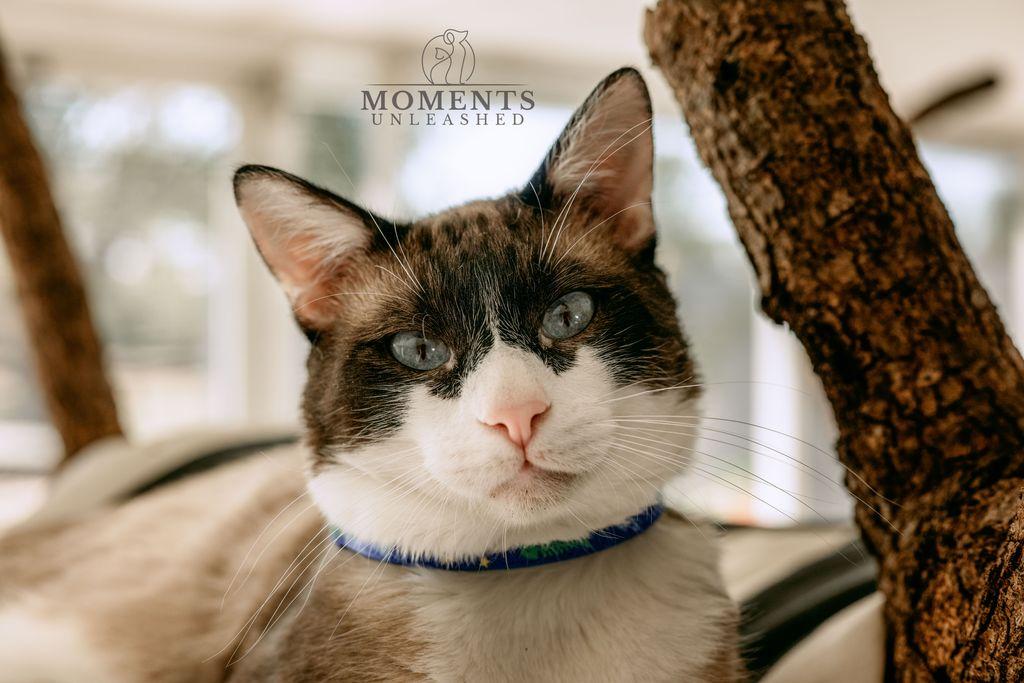 Wishbone thumbnail 5