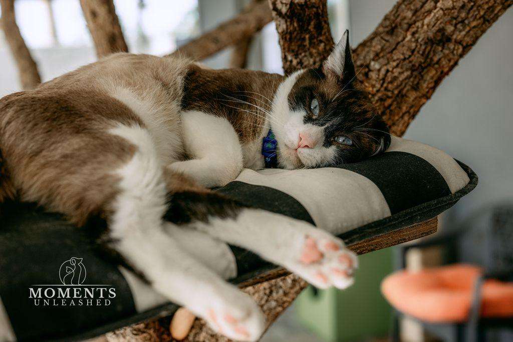 Wishbone thumbnail 6