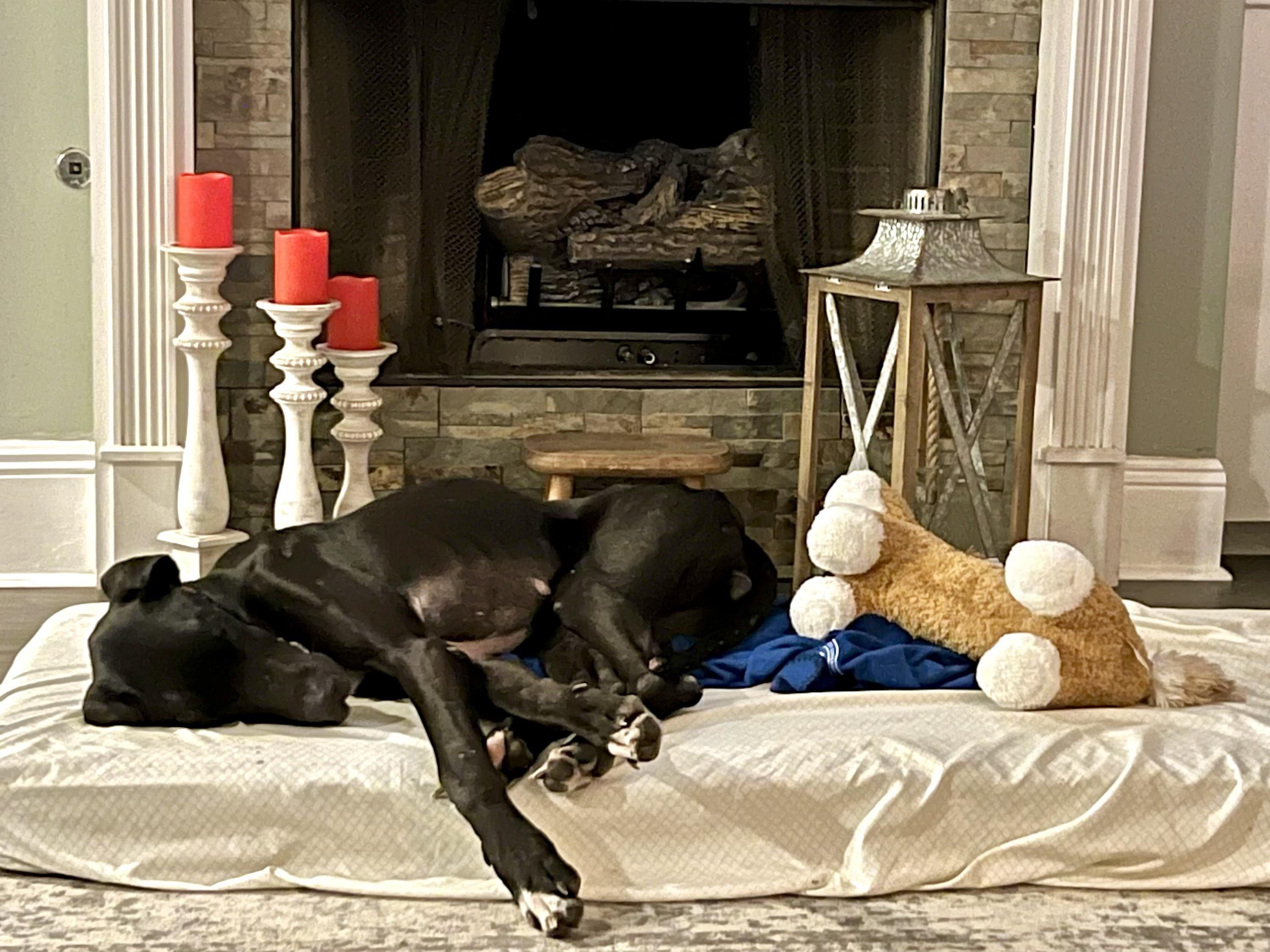 Gypsy The Gentle Giant thumbnail 5