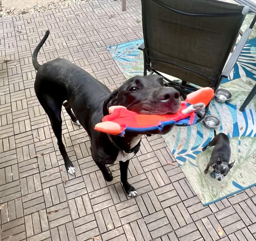 Gypsy The Gentle Giant