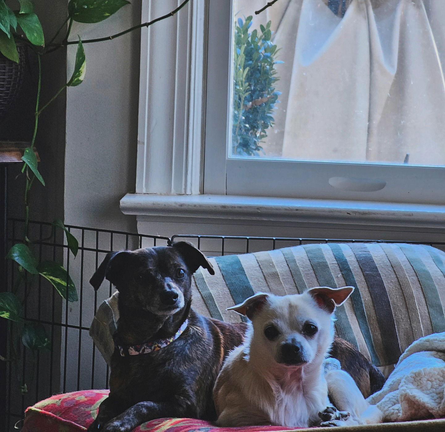 Vinny Bonded Pair W thumbnail 2