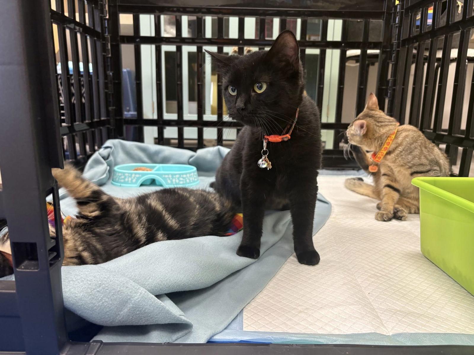 Inky Clumsy thumbnail 2