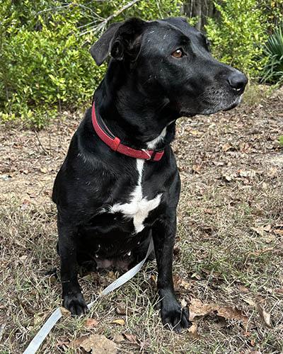 Ladybird thumbnail 4