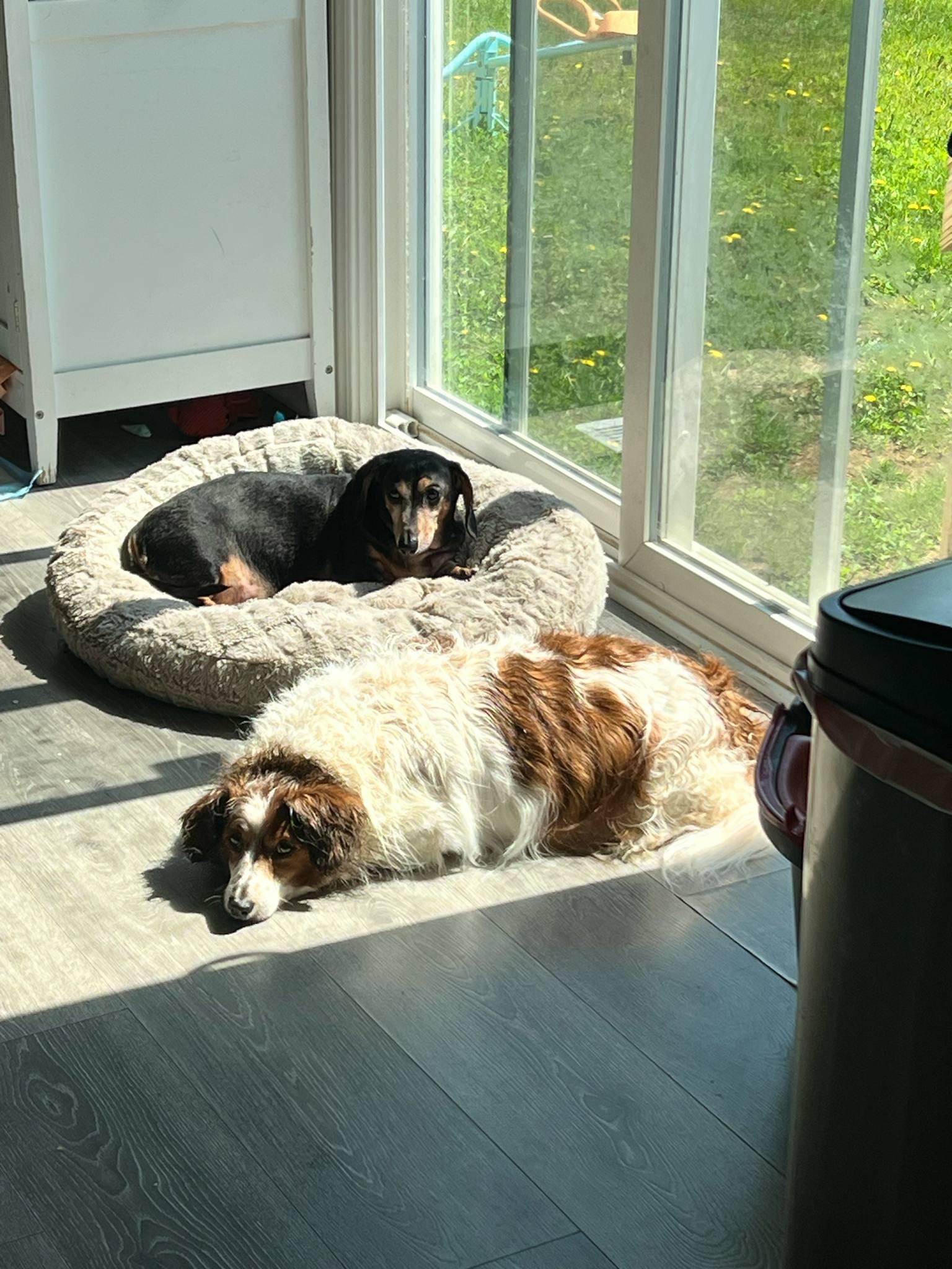 Biscuit Of Charlotte And