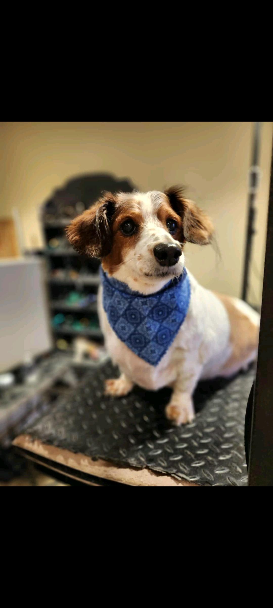 Biscuit Of Charlotte And thumbnail 3