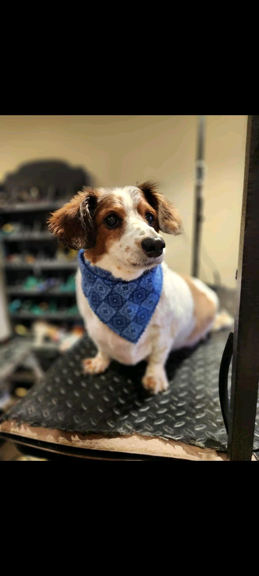 Biscuit Of Charlotte And thumbnail 4