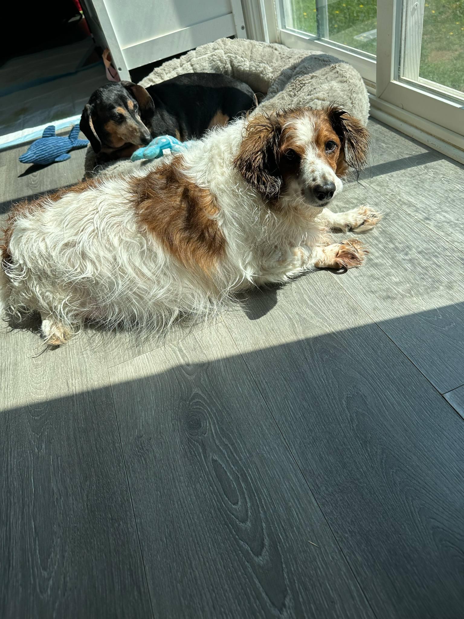 Biscuit Of Charlotte And thumbnail 5