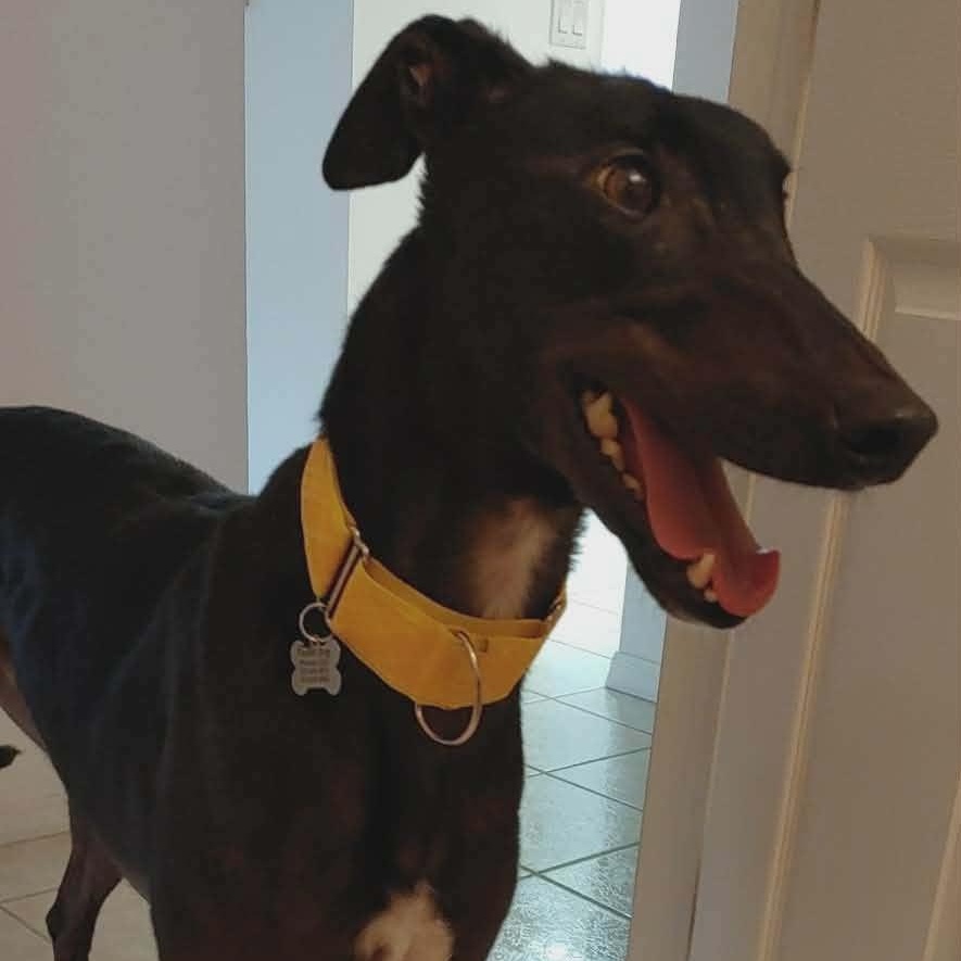 Dixies Shadow thumbnail 4