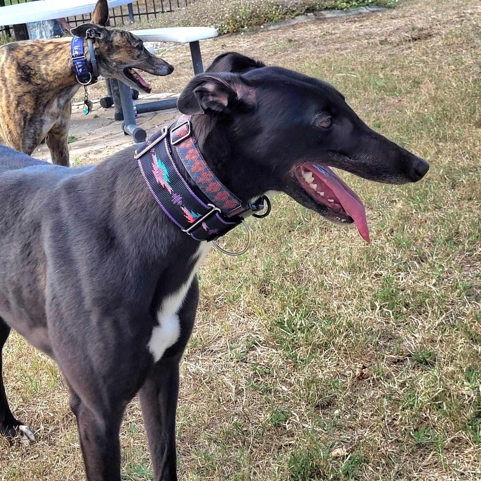 Burrows Swift thumbnail 4