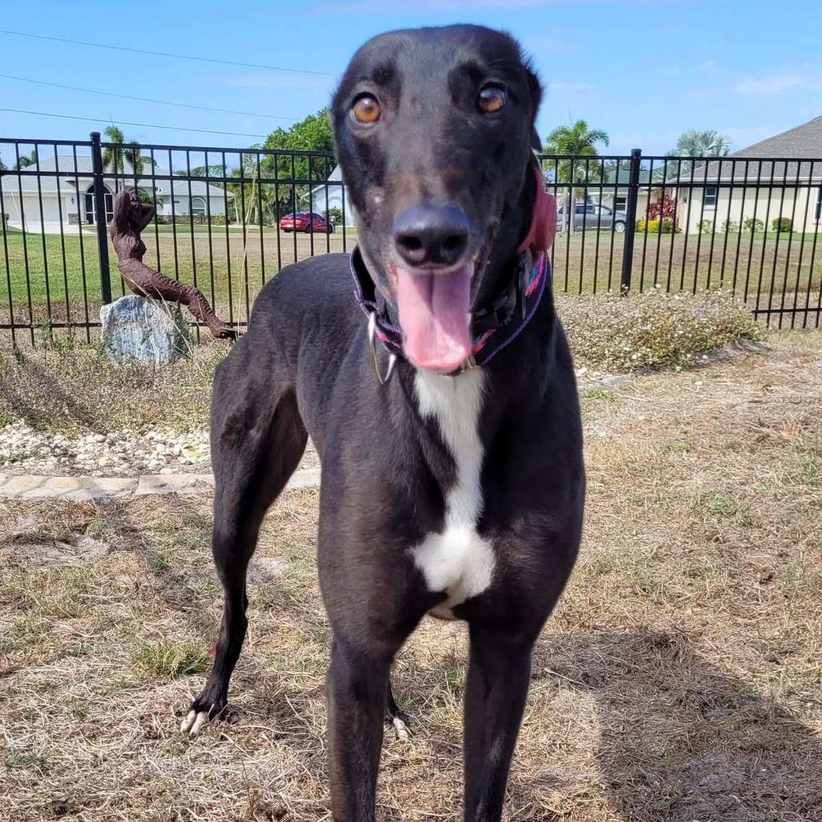 Burrows Swift thumbnail 5