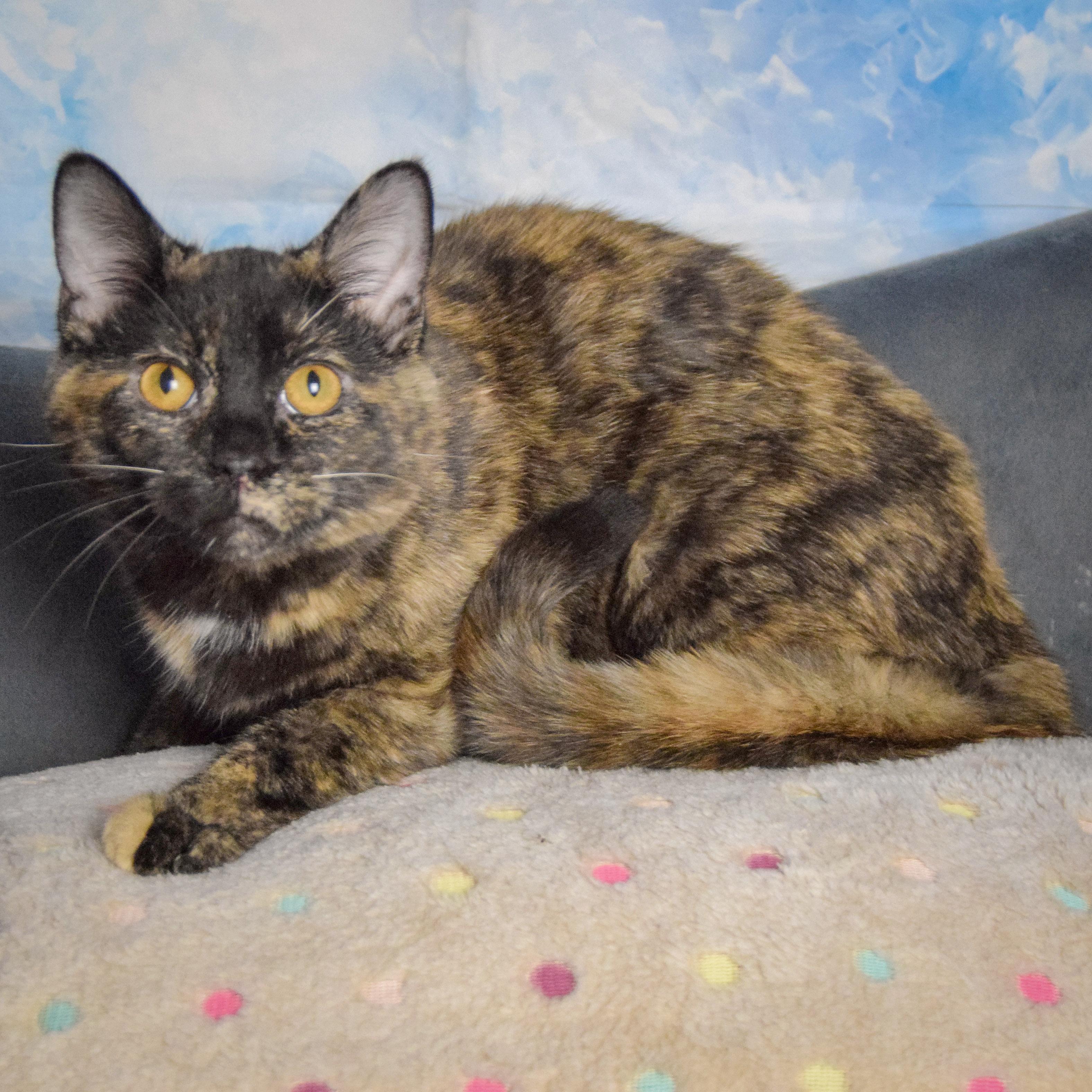 Josephine thumbnail 2