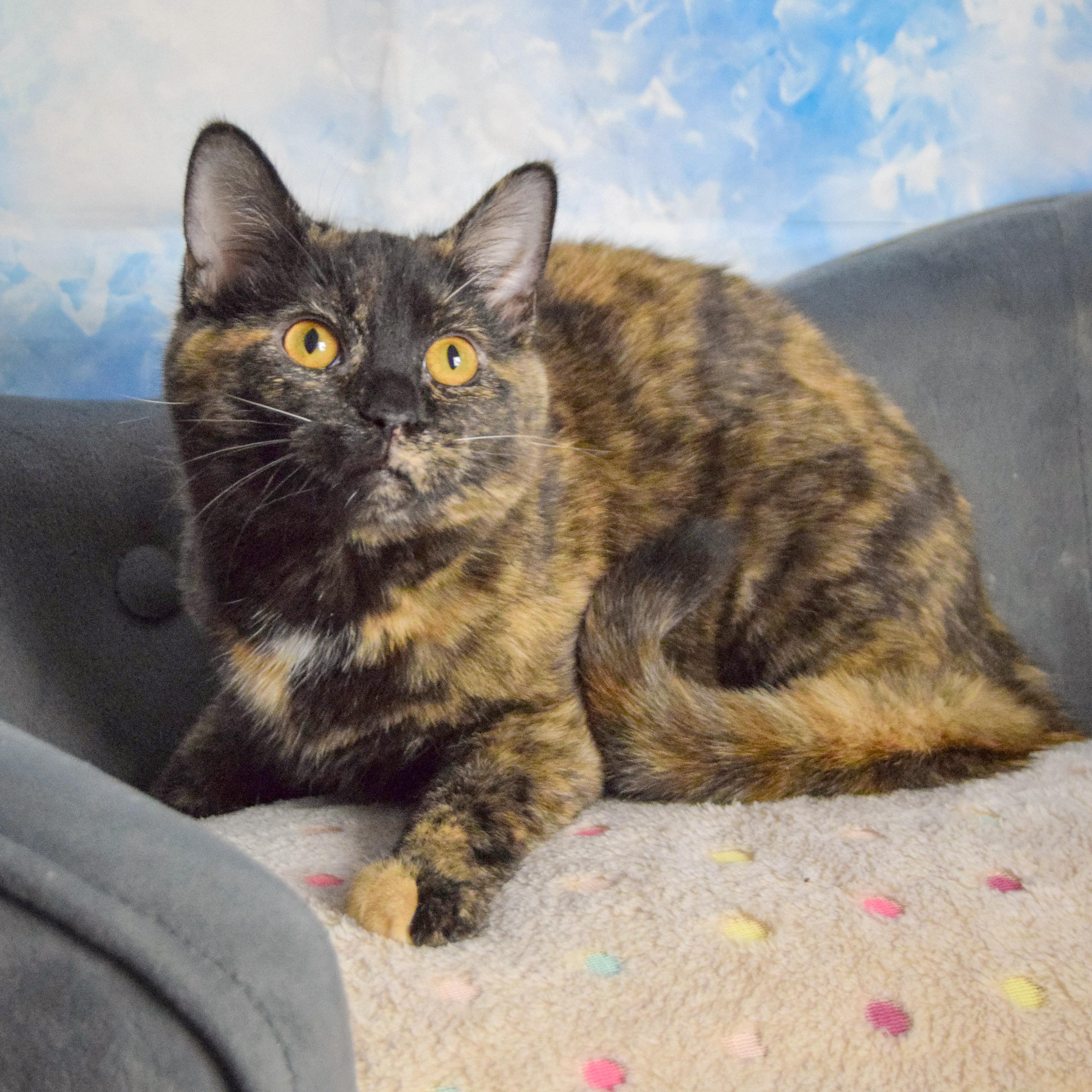 Josephine thumbnail 3