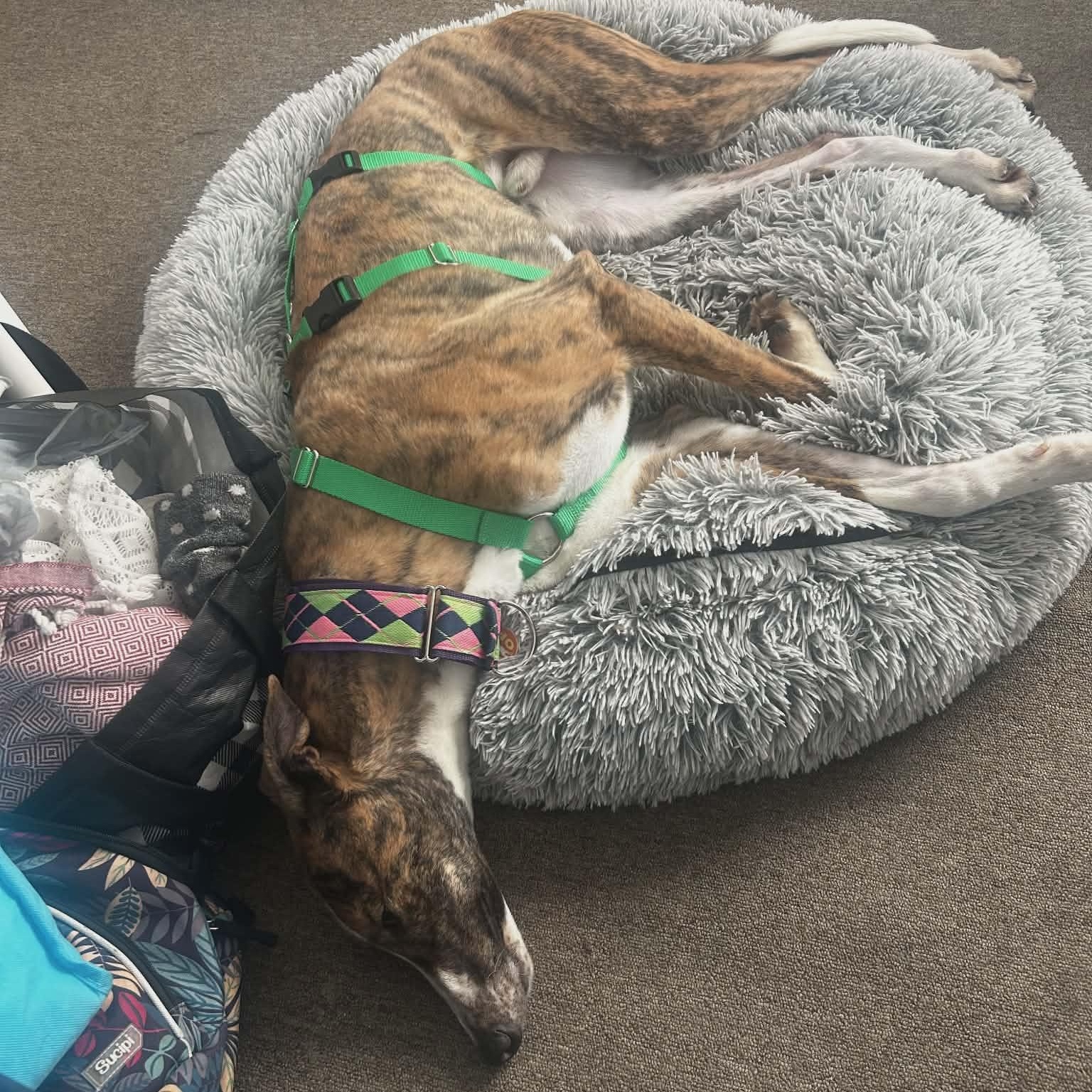 Yo Gabana thumbnail 3