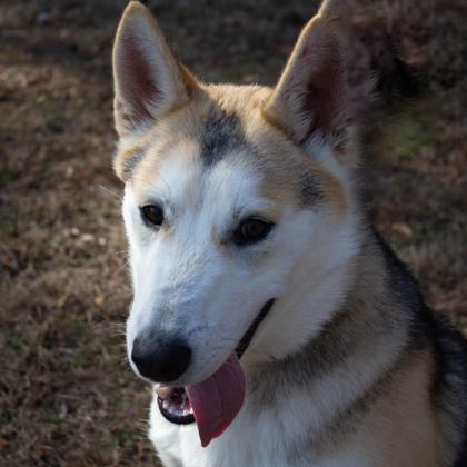 Tanner Fka Gnocchi thumbnail 2