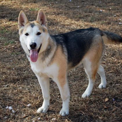 Tanner Fka Gnocchi thumbnail 3