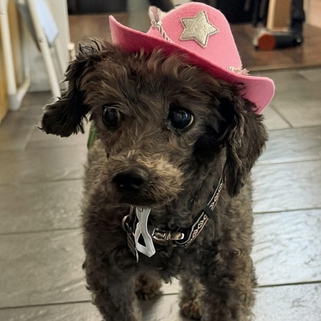 Porkchop thumbnail 3