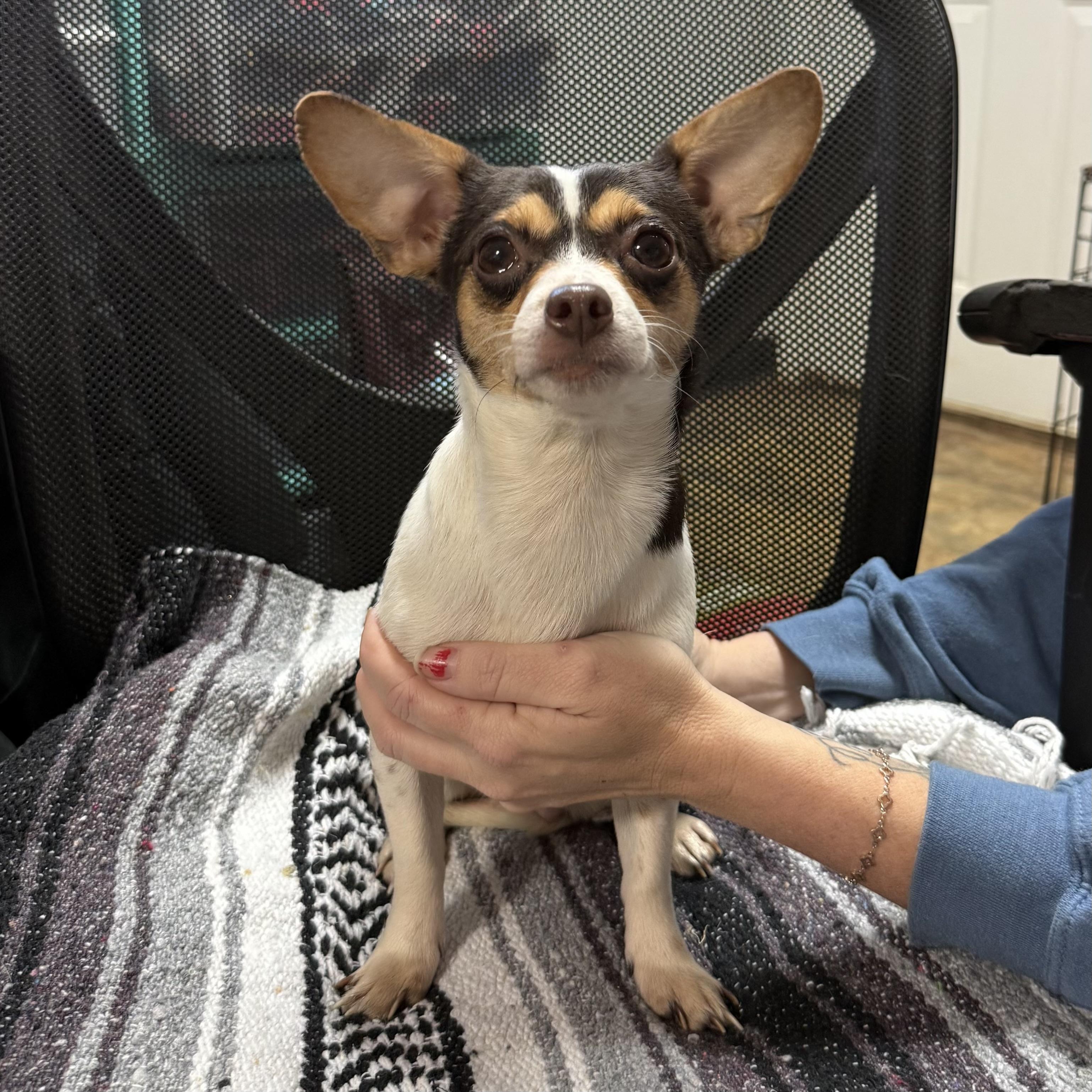 Cardinal thumbnail 2