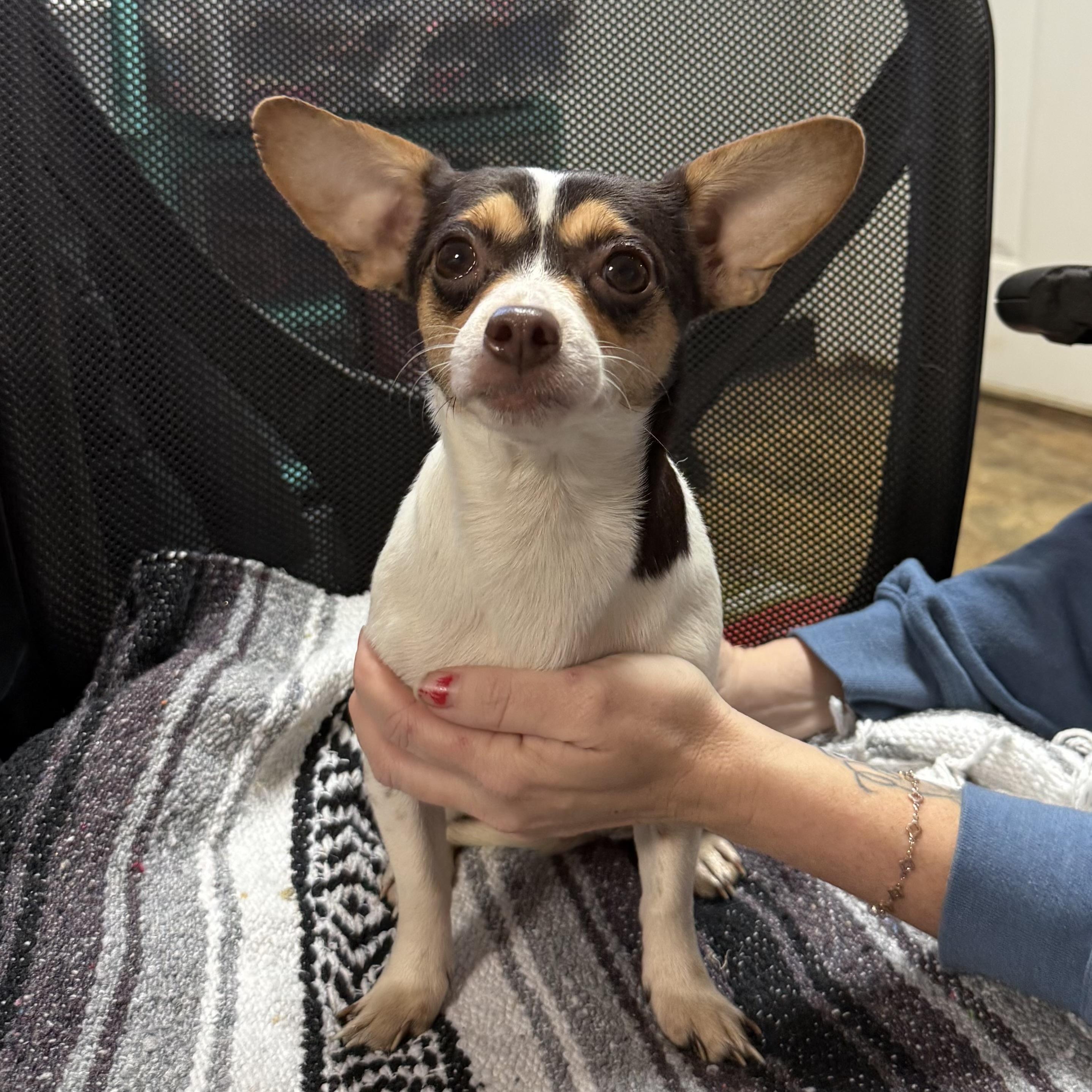 Cardinal thumbnail 4